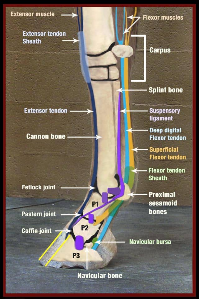 Leg Diagram